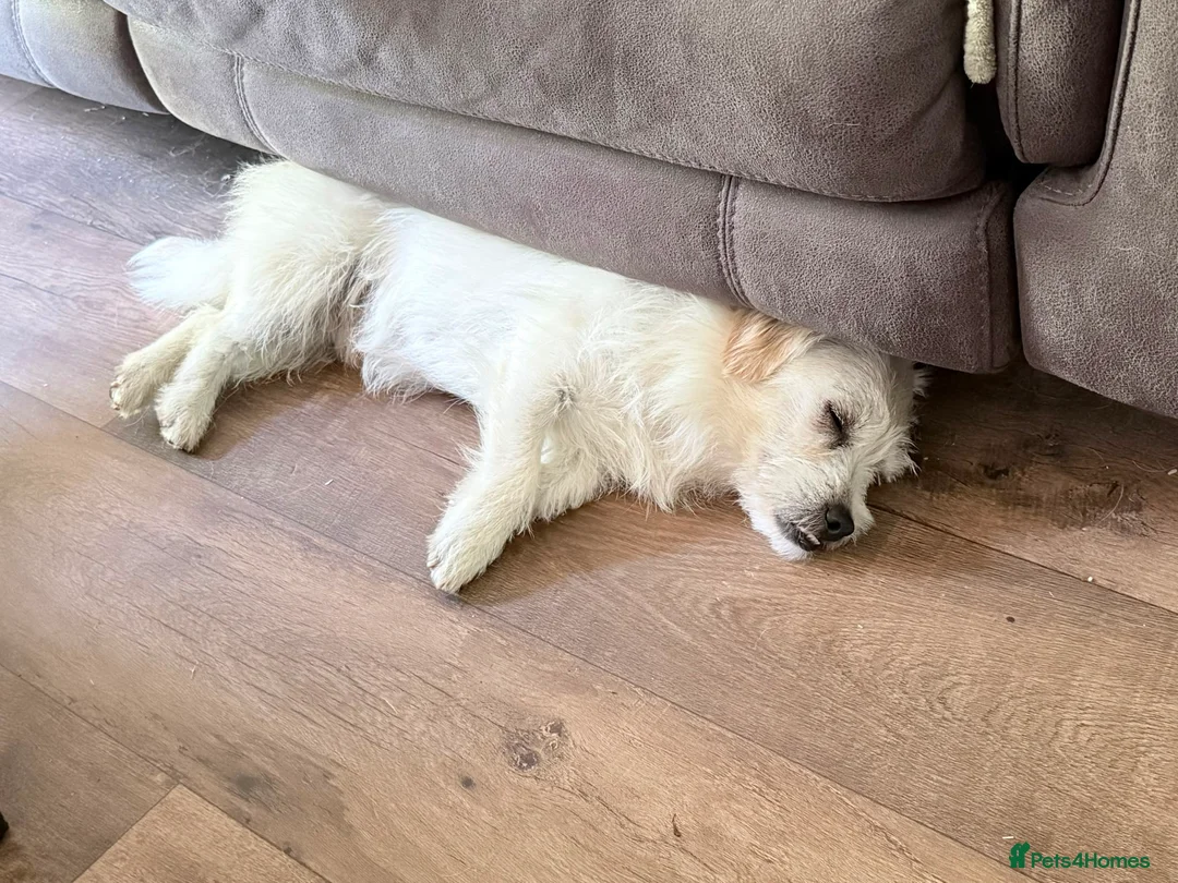 Mixed Breed dogs for adoption: Norman 🐾 in Milton Keynes - Advert 2