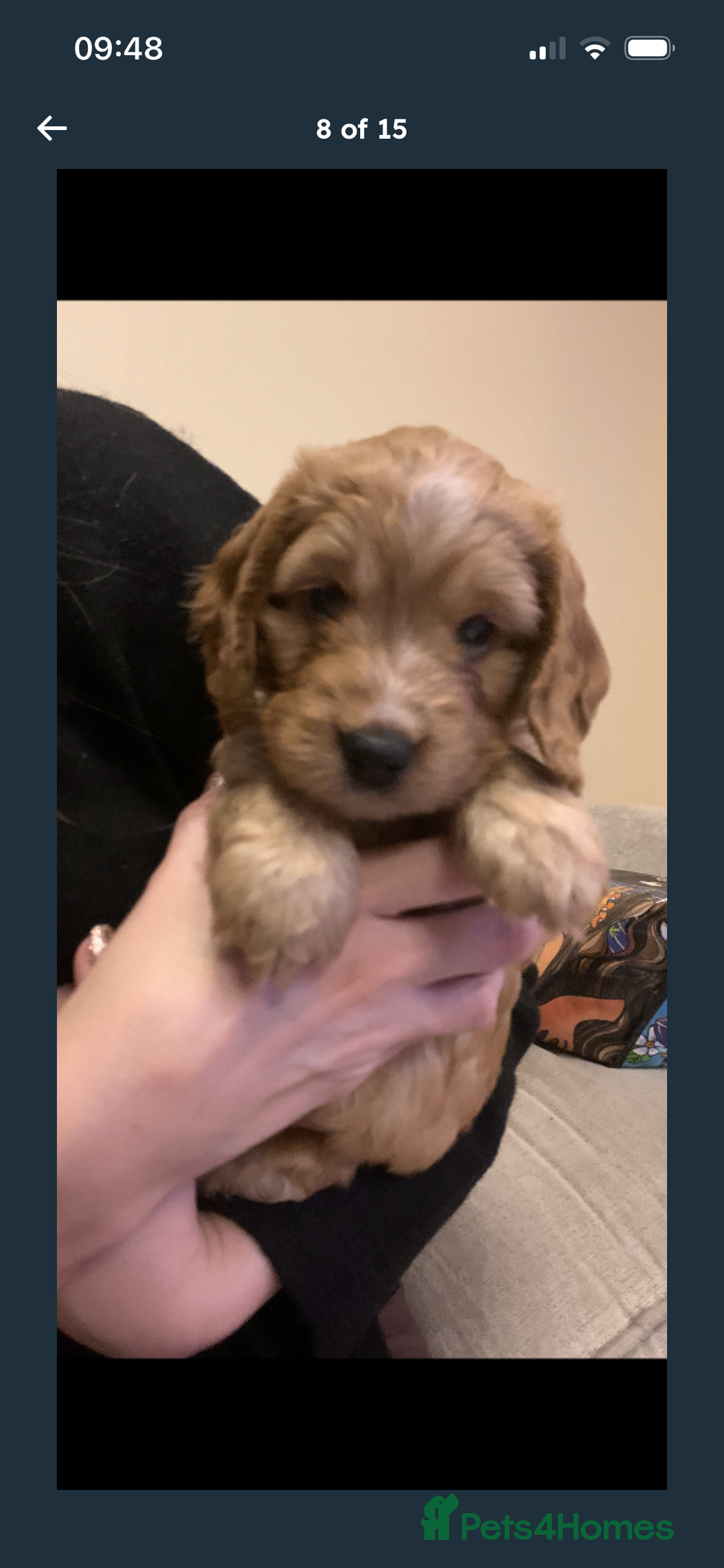 Cockapoo dogs for sale: F2 cockapoo puppies available  - Advert 7