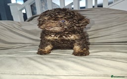 Toy Poodle dogs for sale: Toy poodle  - Image 4