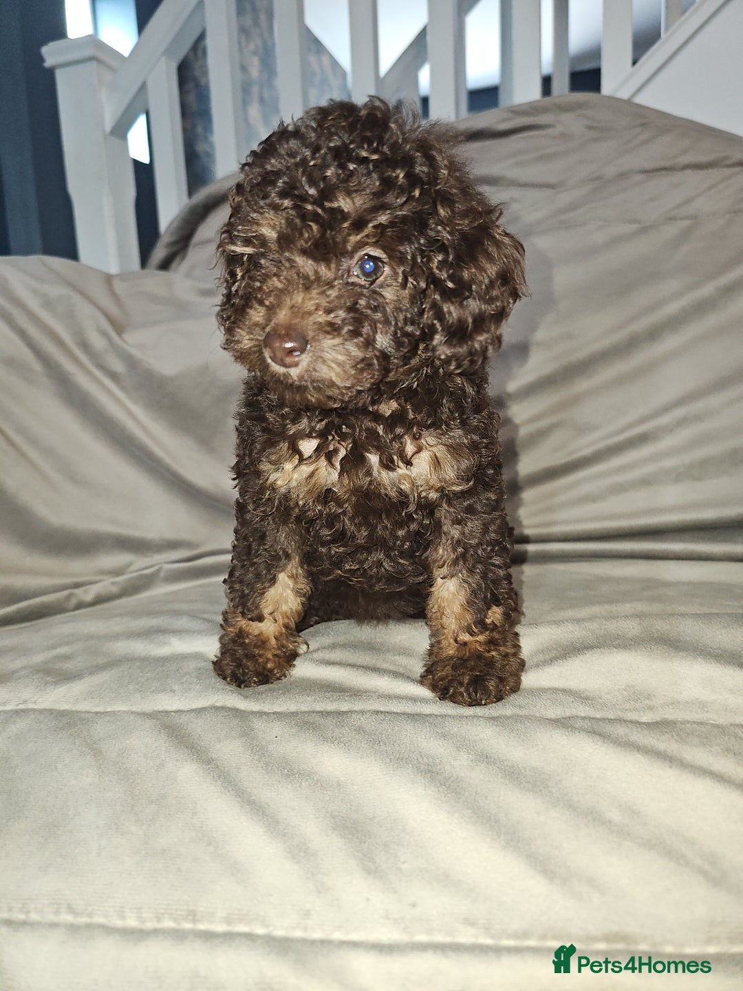 Toy Poodle dogs for sale: Toy poodle  - Image 4