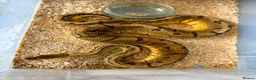 Python Snake reptiles for sale: Royal pythons  - Advert 2