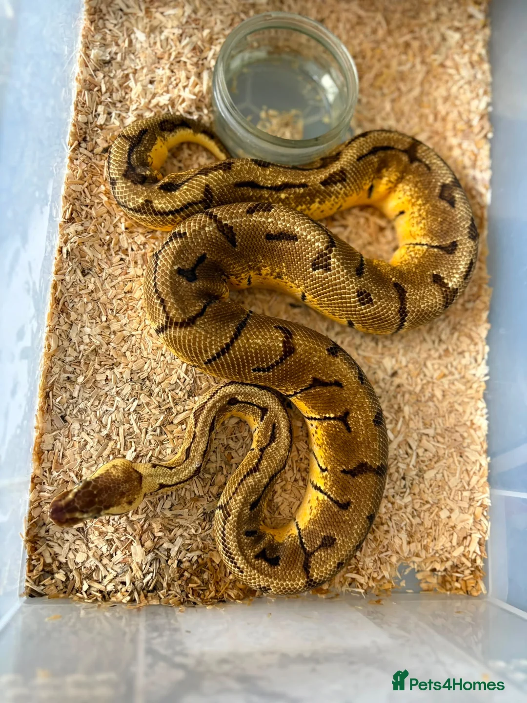 Python Snake reptiles for sale: Royal pythons  - Advert 2