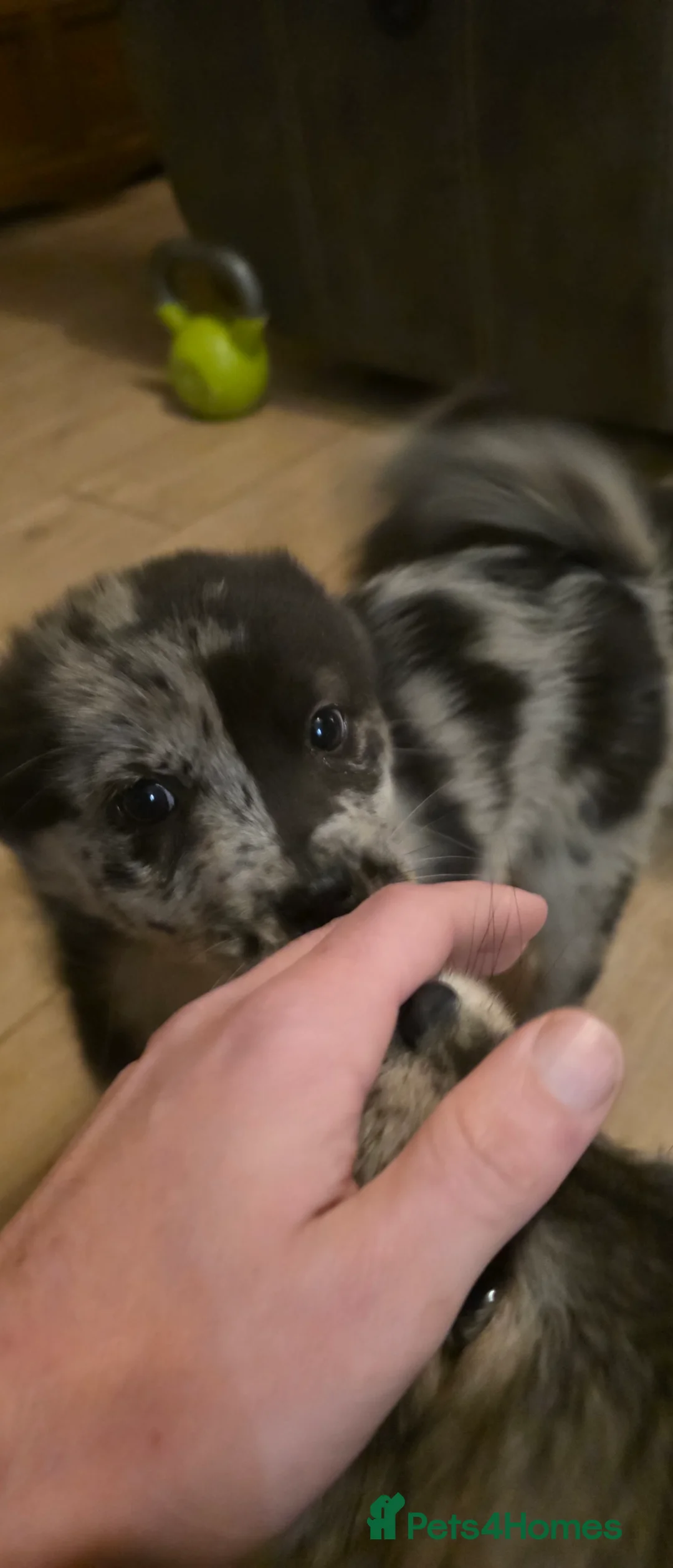 Mixed Breed dogs for sale: Adorable Merle Chowski's for sale  - Advert 26