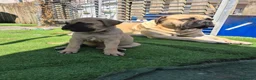 Bullmastiff dogs for sale: Bullmastif mastiff female puppies  - Advert 1