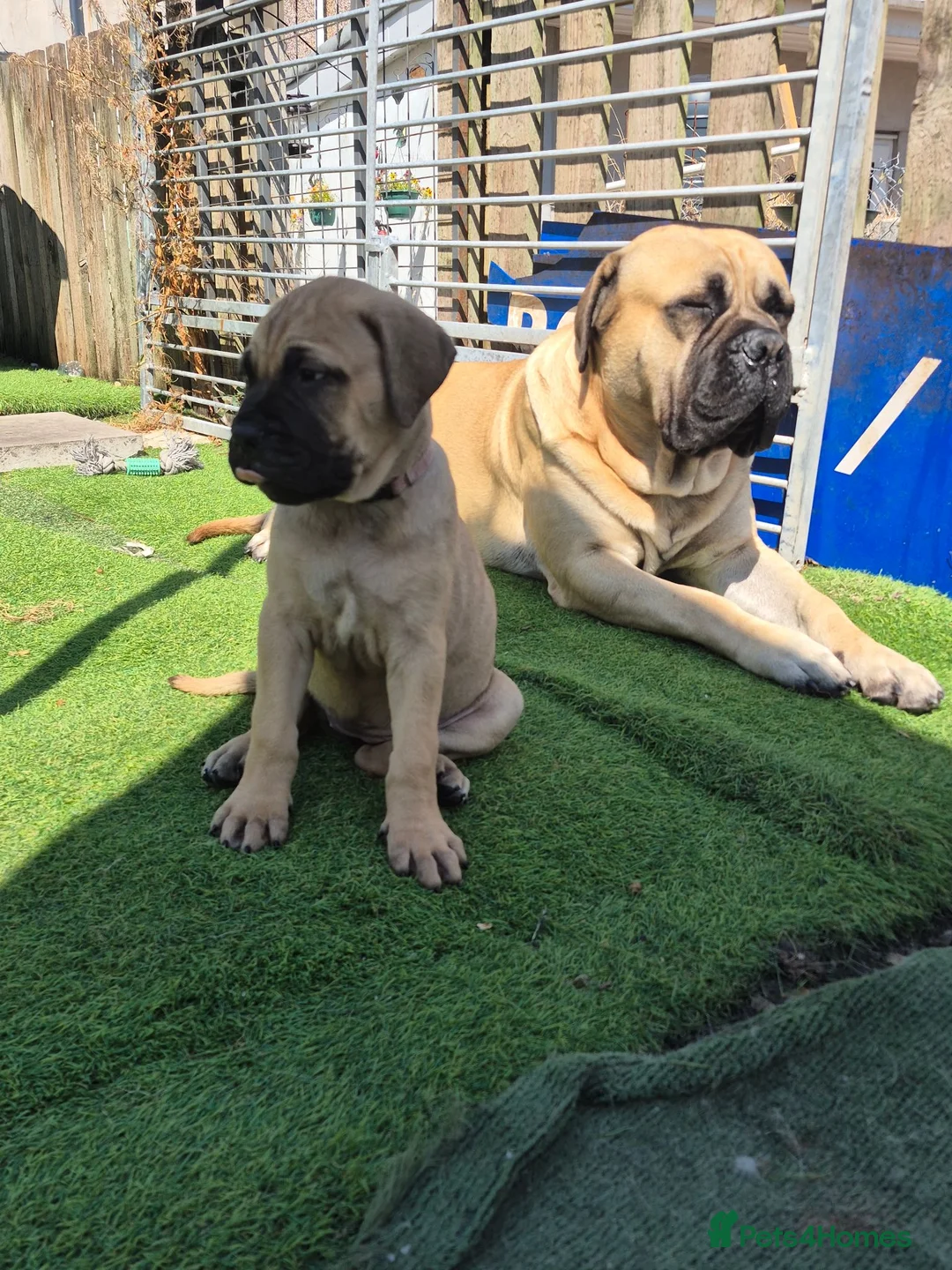 Bullmastiff dogs for sale: Bullmastif mastiff female puppies  - Advert 1