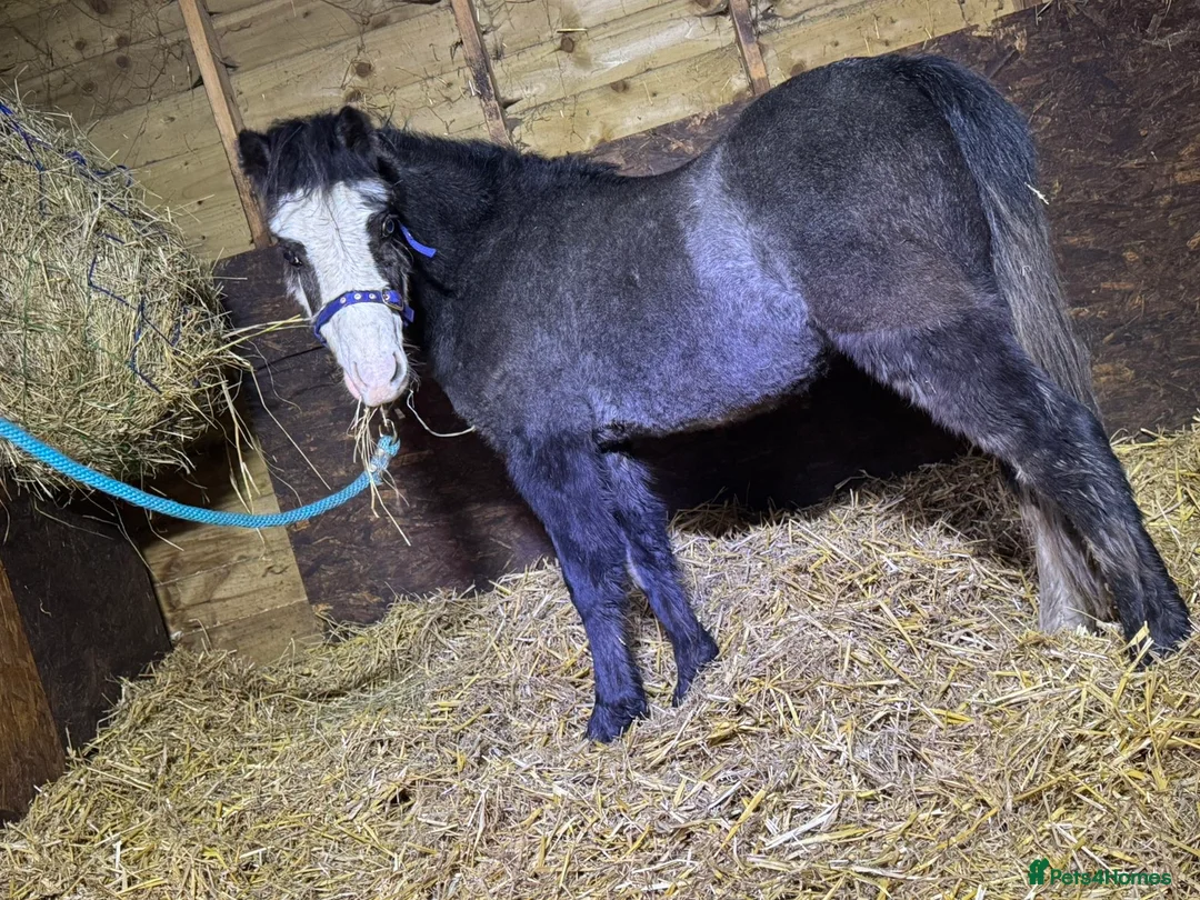 Welsh Section A horses for sale: Grey and black Welsh A - Advert 7