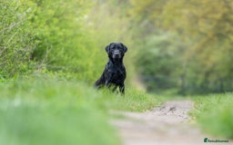 Labrador Retriever dogs for stud: Kc registered fully health checked stud in Newark - Image 4