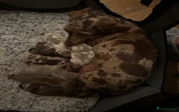 Miniature Dachshund dogs for sale: Miniature Dachshund Puppies - Image 2