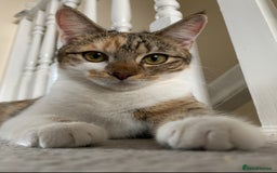 Domestic Shorthair cats for sale: Rehome Cats  - Image 3