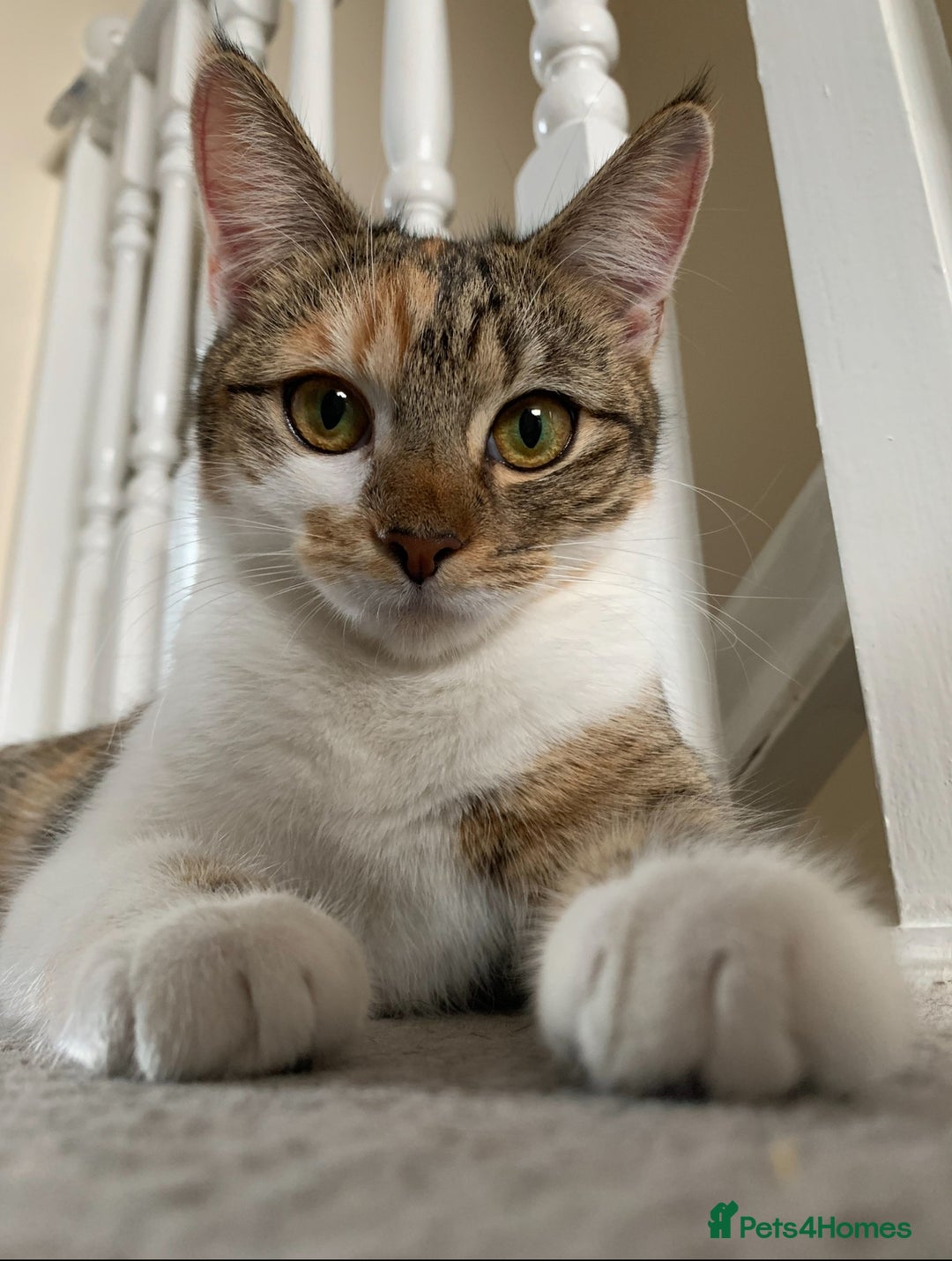 Domestic Shorthair cats for sale: Rehome Cats  - Image 3