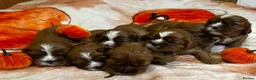 Cavalier King Charles Spaniel dogs for sale: 7 KC registered boy cavalier king Charles  - Advert 3