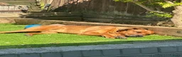 Mixed Breed dogs for sale: Doberman cross bullmastif  in Bargoed - Advert 3