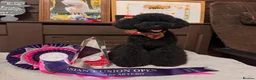 Toy Poodle dogs for sale: KC REGISTERED TOY POODLES FULLY HEALTH TESTED  - Advert 9