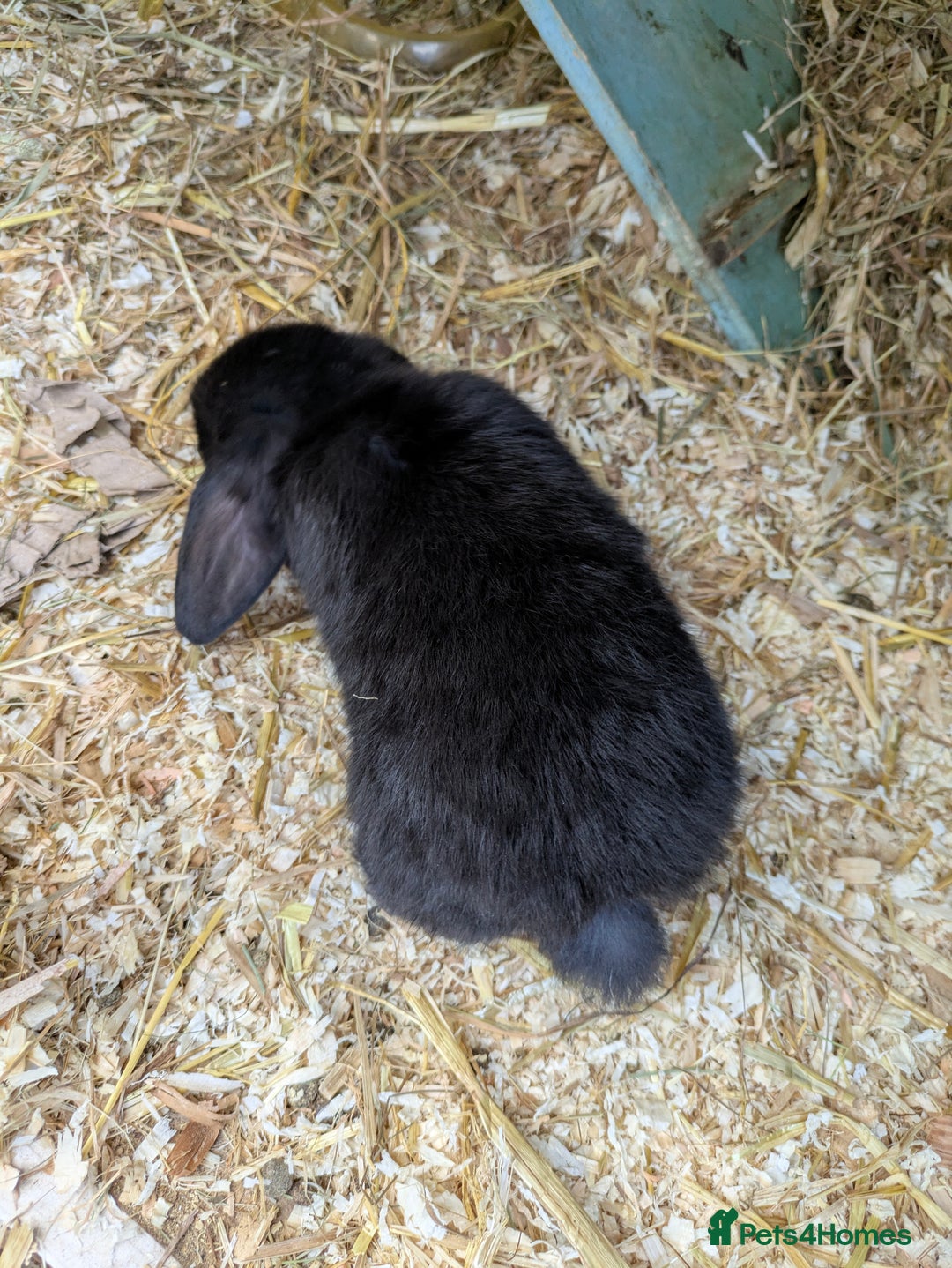 Mini Lop rabbits for sale: Beautiful mini lop bunnies 🐇🐰 - Image 5