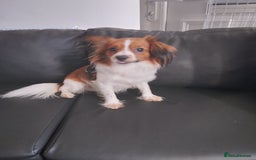 Mixed Breed dogs for sale: Beautiful  - Image 8
