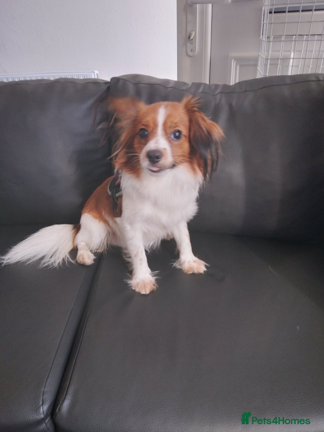 Mixed Breed dogs for sale: Beautiful  - Image 8