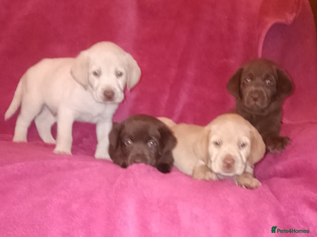 Labrador Retriever dogs Labrador puppies - Advert 3