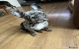 French Bulldog dogs for sale: French bulldog  - Image 4