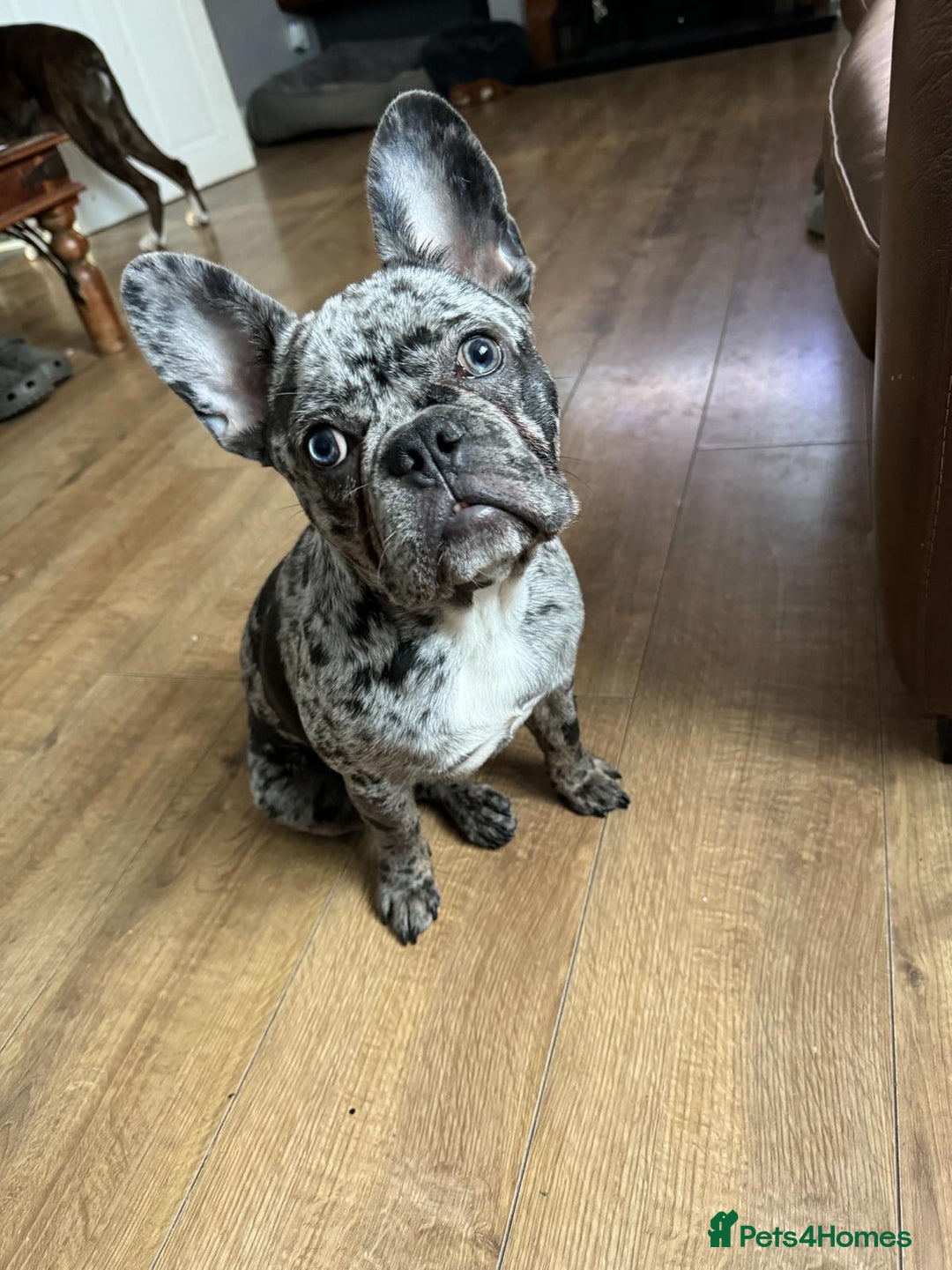 French Bulldog dogs for sale: French bulldog  - Image 4