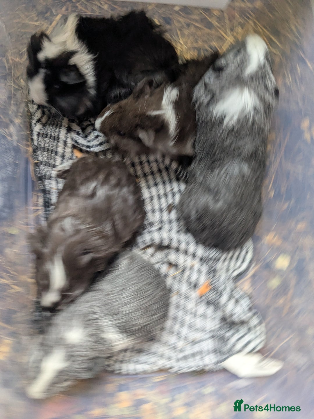 Guinea Pig rodents for sale: Baby boys - Advert 1