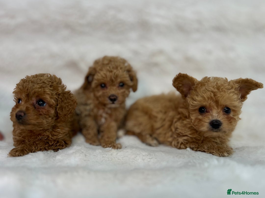 Maltipoo dogs for sale: 🐩Korean Maltipoo🐩 - Image 13
