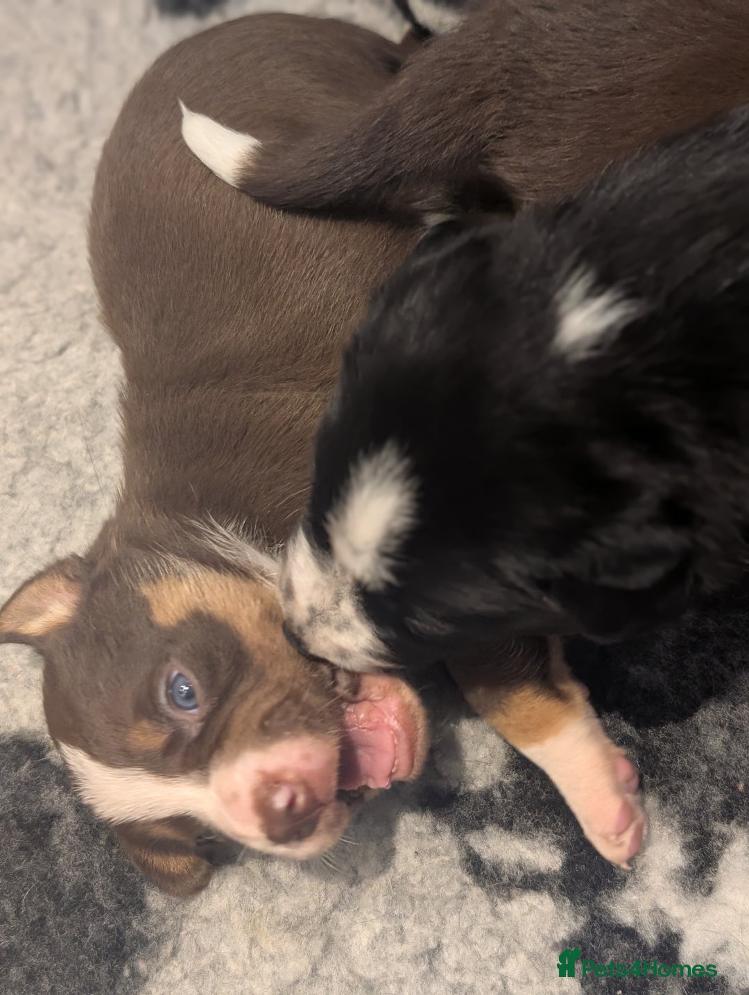 Border Collie dogs for sale: Collie mix puppies looking for their families! - Image 15
