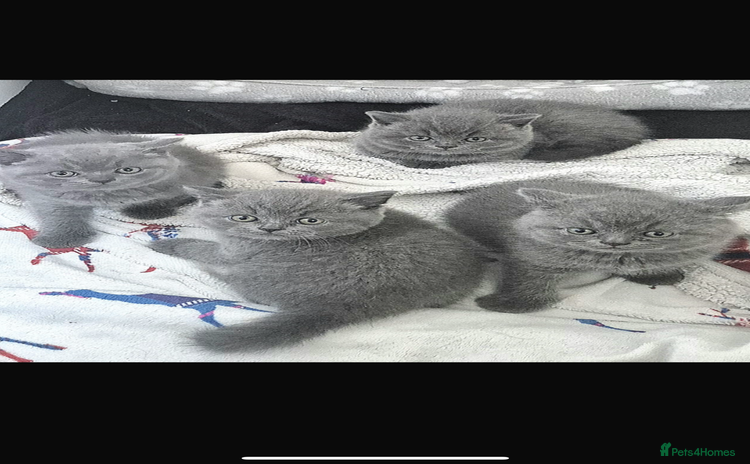 British Shorthair cats - Advert 7