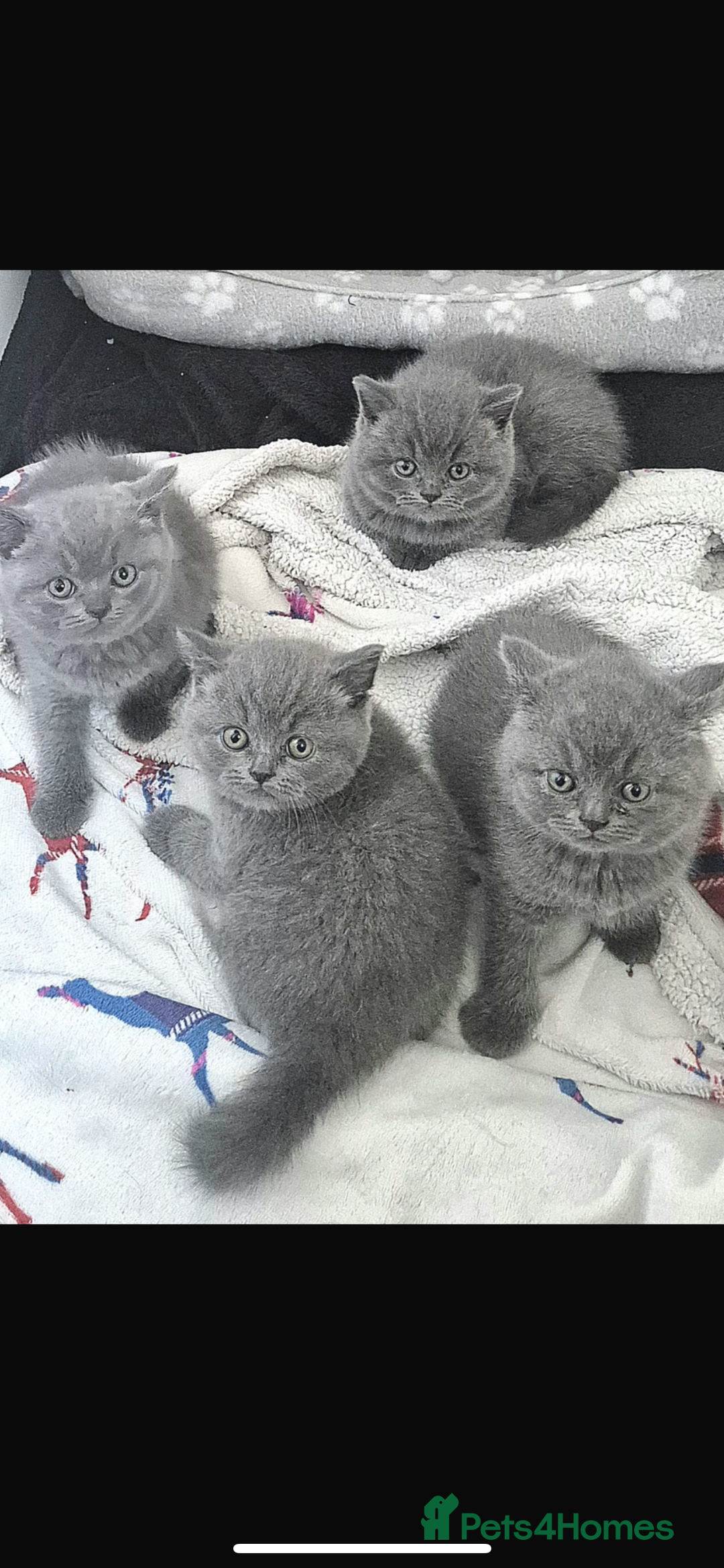 British Shorthair cats for sale: British Blue Shorthair Kittens(Male) 3/4 available - Image 1