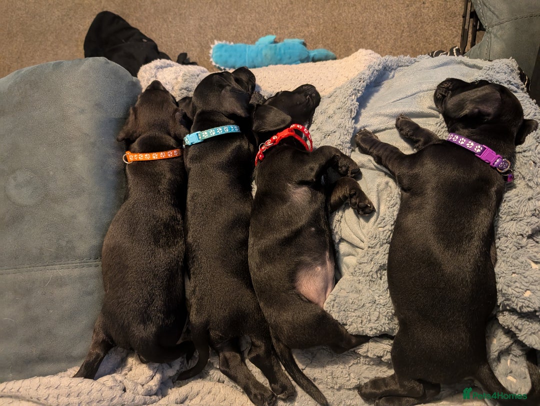 Mixed Breed dogs for sale: Doxie-Dales ready now - Image 28