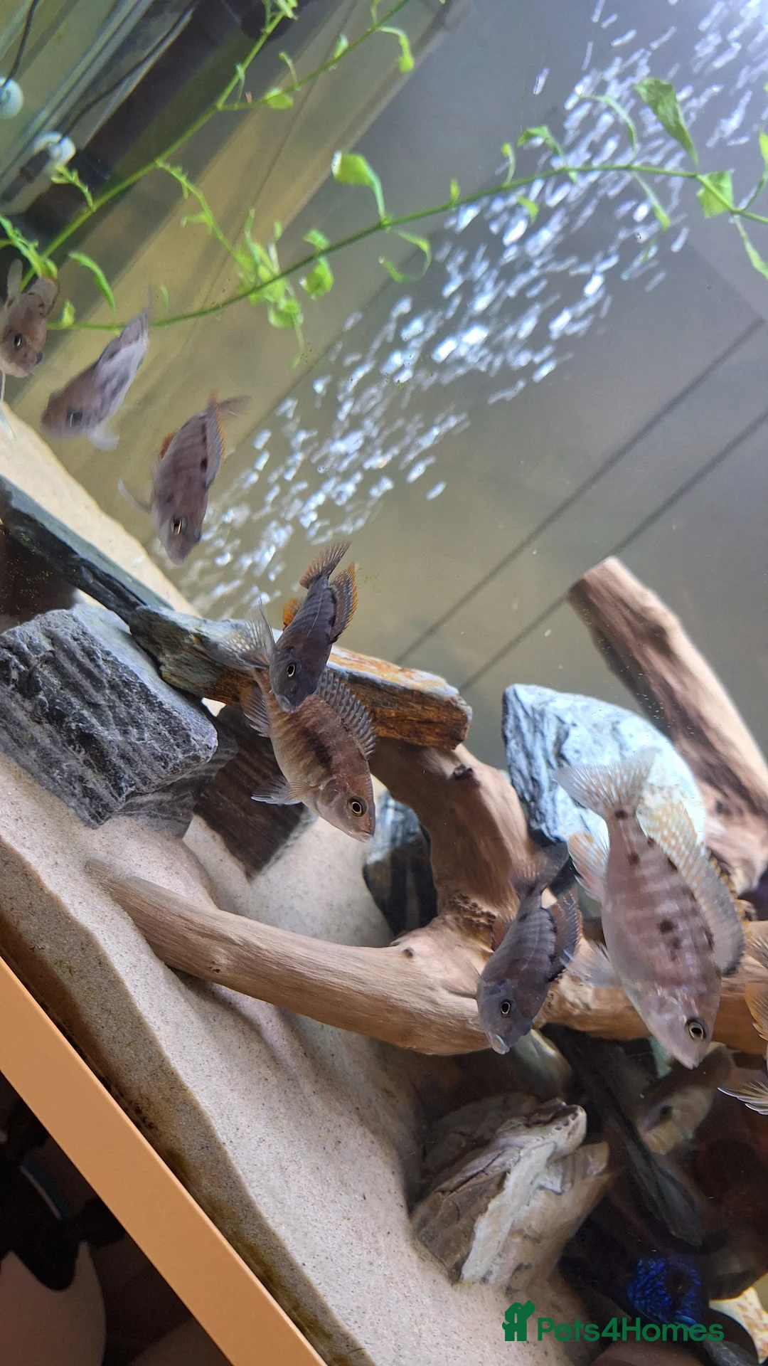 Cichlids fish for sale: +-20 Malawi Cichlids 2 different age - Advert 1