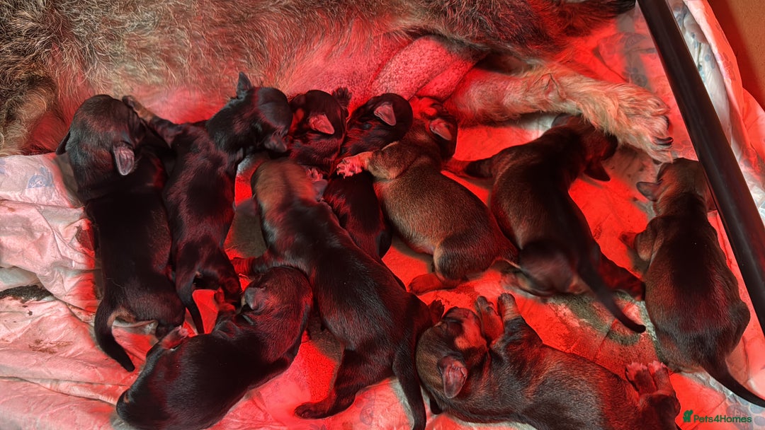 Dachshund dogs for sale: 🐾 Beautiful Dachshund Puppies - Image 18