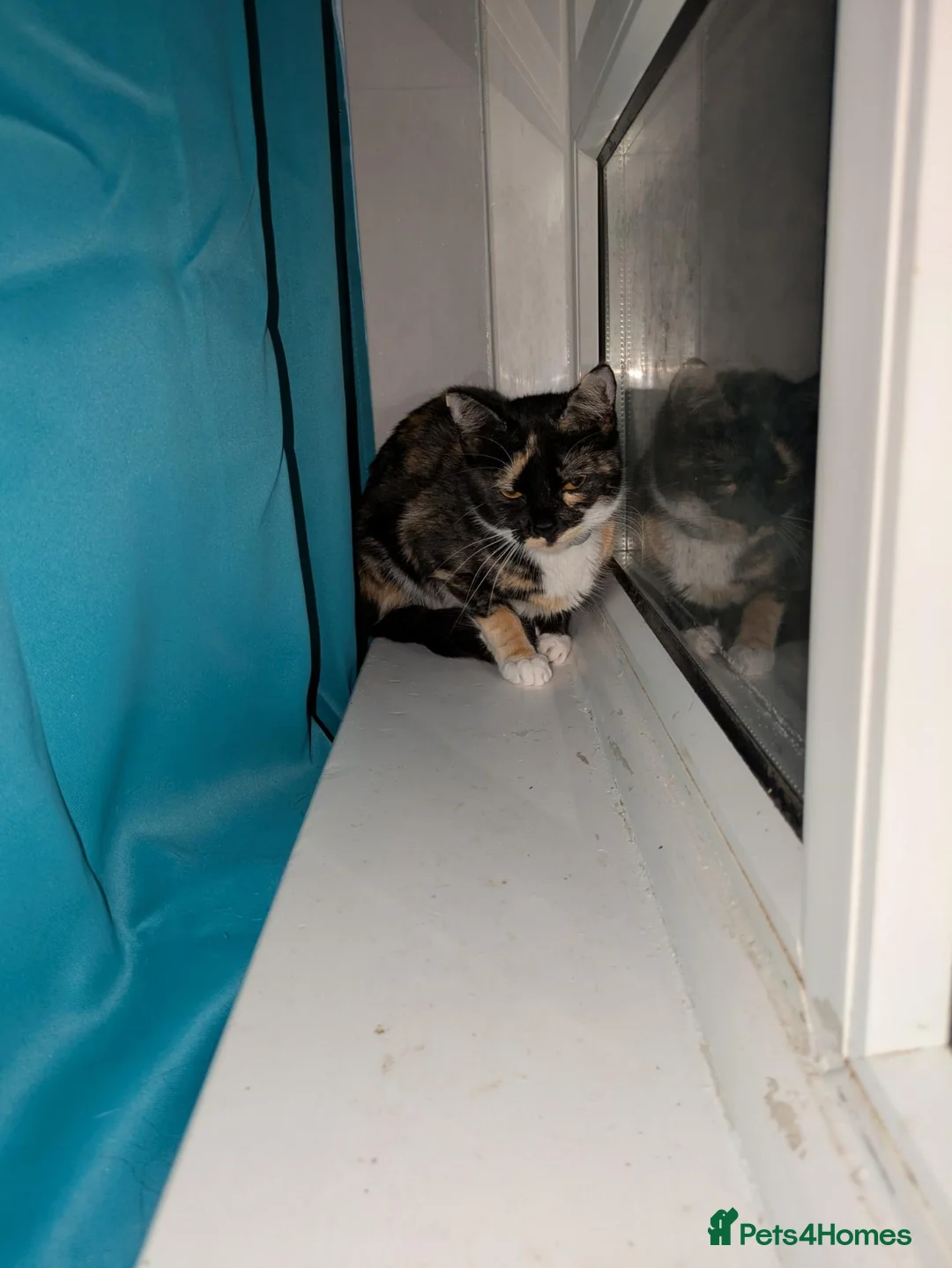 Mixed Breed cats for sale: Luna & twilight  in Alton - Advert 4