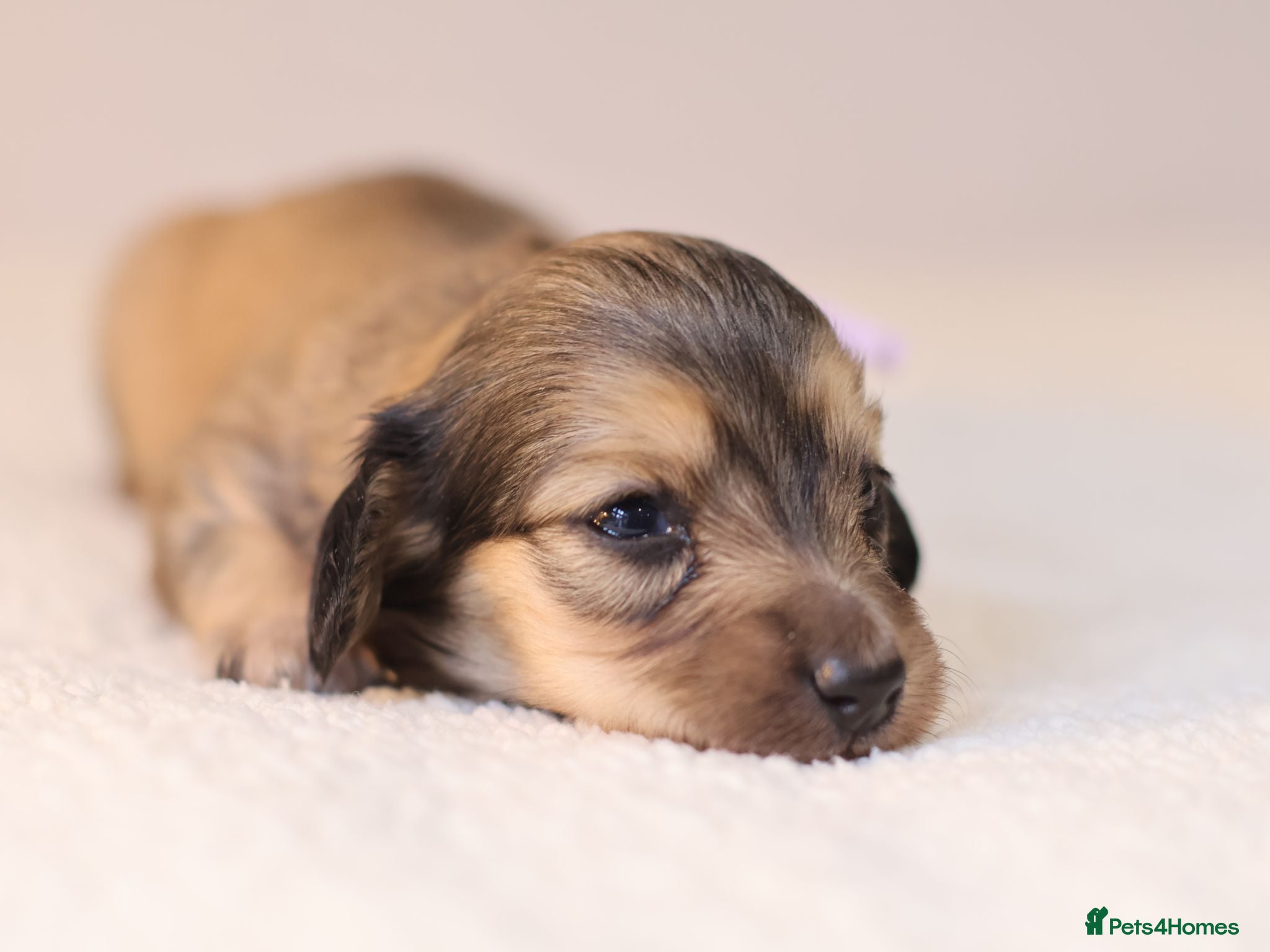 Miniature Dachshund dogs 5*Licensed+CREAM+LONGHAIR+Kc+PRACLEAR+VetChecked - Advert 2