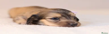 Miniature Dachshund Puppy 5