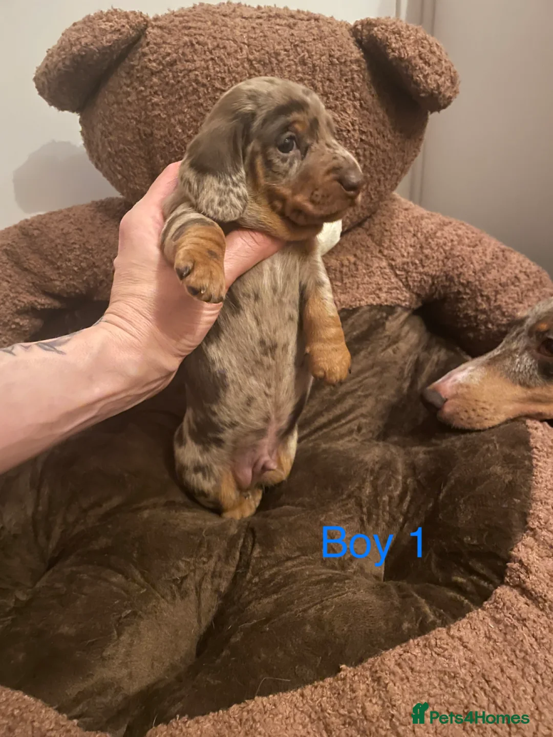 Miniature Dachshund dogs for sale: Miniature dapple piebald puppies - Advert 8