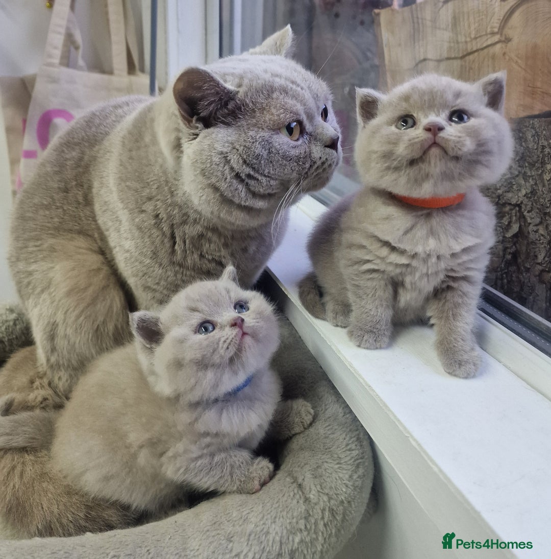 British Shorthair cats for sale: blue boy left. Chunky champion british shorthair - Advert 7