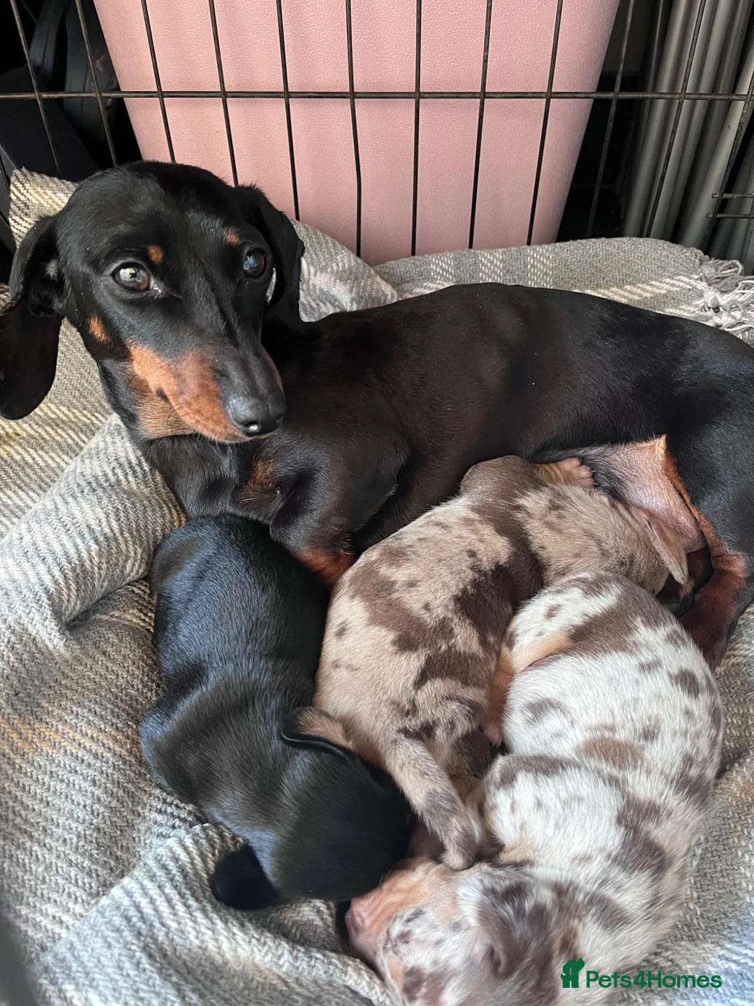 Miniature Dachshund dogs for sale: Miniature dachshund puppies KC REG PRA CLEAR - Advert 1