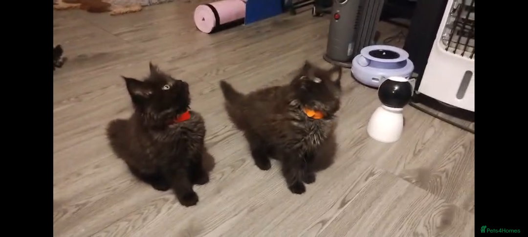 Maine Coon cats for sale: Adorable Maine Coon kittens in Manchester  - Advert 5