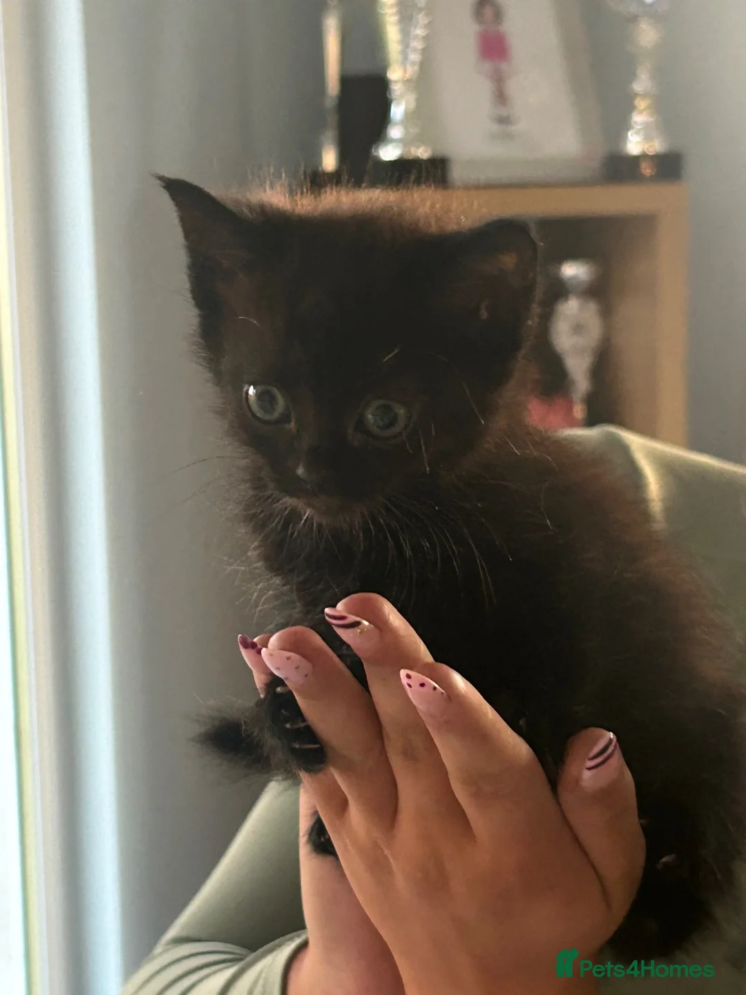 Mixed Breed cats for sale: Beautiful kitten looking for forever home  - Advert 13