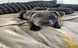 Staffordshire Bull Terrier dogs for sale: Stunning Blue Staffordshire Bull Puppies for sale - Image 25