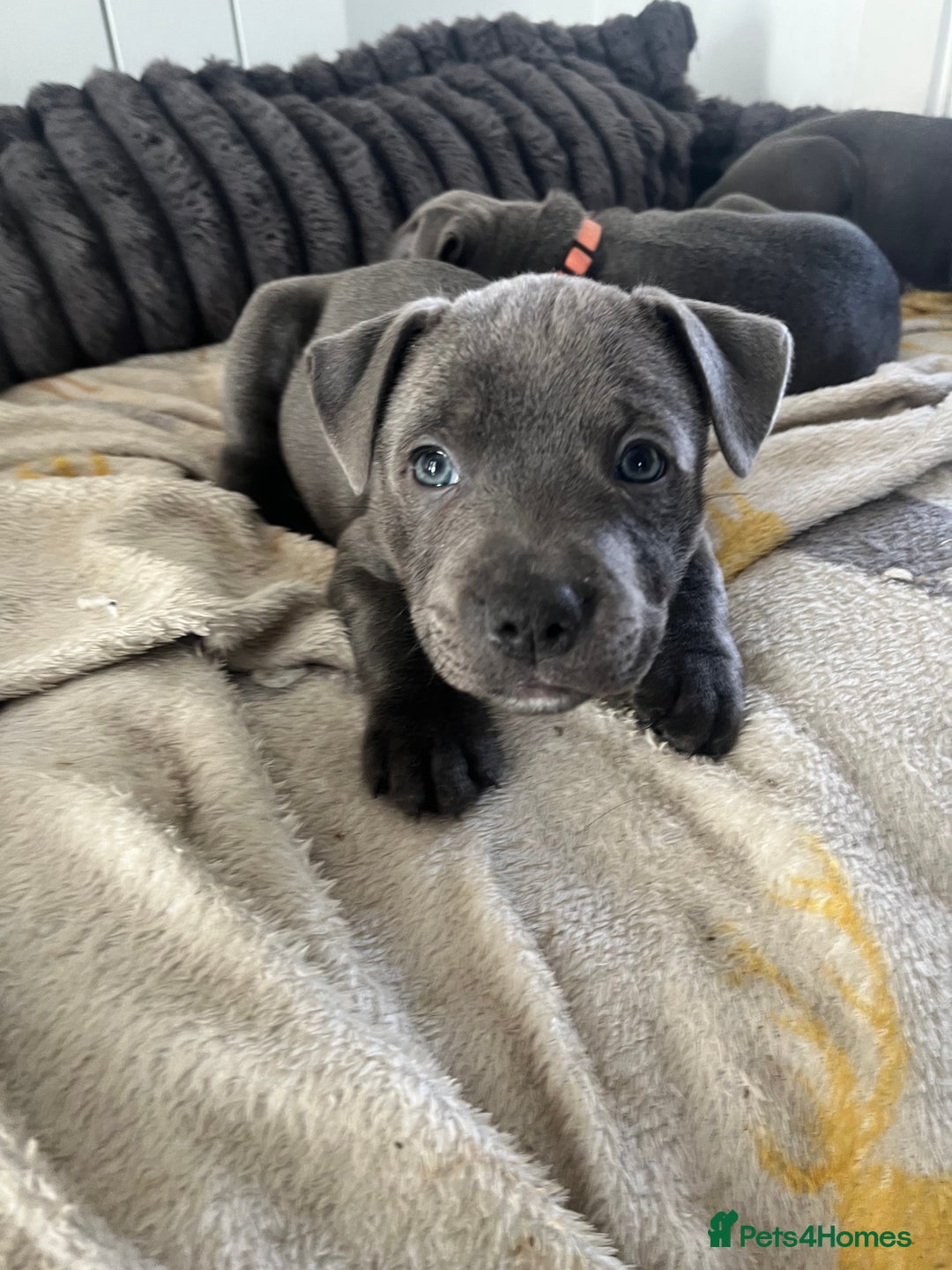 Staffordshire Bull Terrier dogs for sale: Stunning Blue Staffordshire Bull Puppies for sale - Image 25