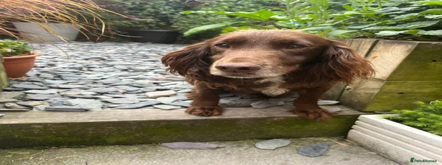 Bob