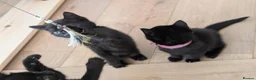 Mixed Breed cats for sale: Kitten  - Advert 20
