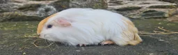 Guinea Pig rodents for sale: Male sheltie guinea pig  - Advert 3