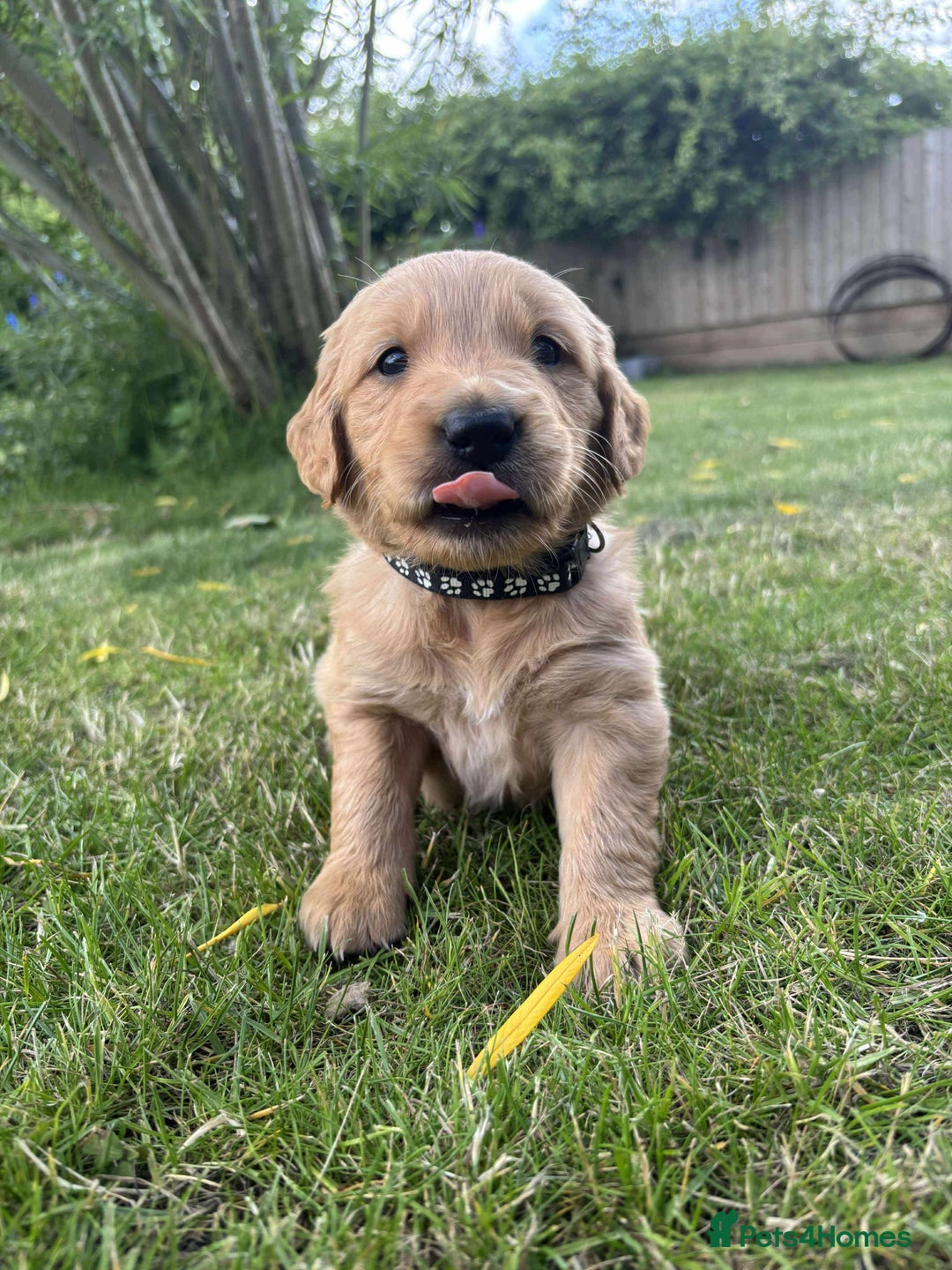 Golden Retriever dogs for sale: Kc pedigree golden retrievers (fox red  in Malton - Image 16