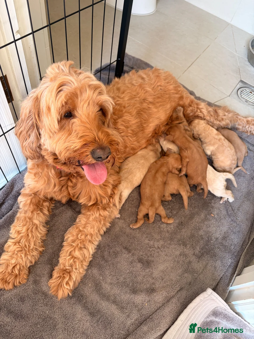Mini Goldendoodle dogs for sale: F2 miniature goldendoodles - Advert 1