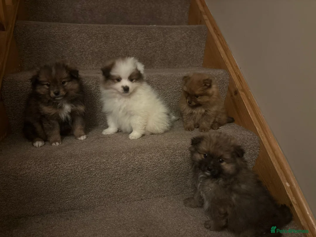 Pomeranian dogs for sale: STUNNING TEDDY BEAR POM PUPPIES  - Advert 3