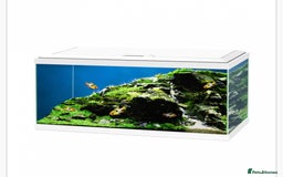 Goldfish fish for sale: 3 gold fish, tank and accessories for sale  - Image 3