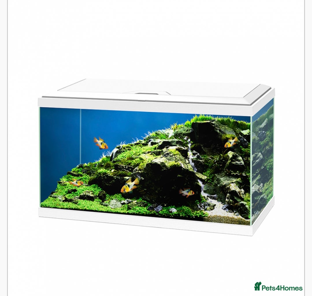 Goldfish fish for sale: 3 gold fish, tank and accessories for sale  - Image 3