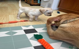 Labrador Retriever dogs for sale: Stunning Labrador pedigree puppies  - Advert 21